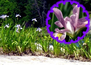Wild flowers